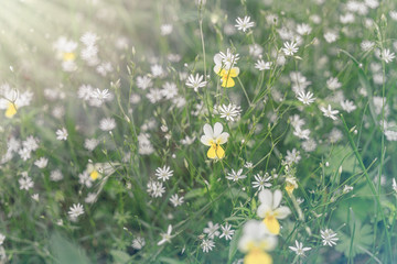 Tiny green leaves and white flowers of wildflowers in early spring. Tender spring Easter background