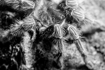 Vogelspinne ganz nah