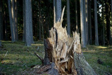 Ruined forest and broken trees by wind and gale.