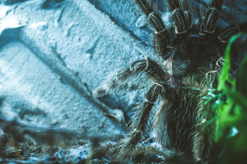 Vogelspinne ganz nah