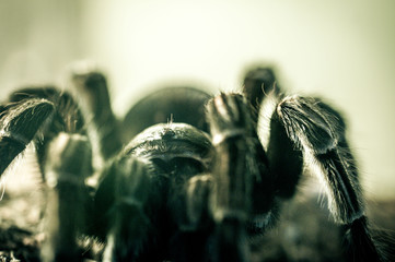 Vogelspinne ganz nah