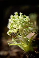 Common Butterbur (Petasites albus) is a strong-smelling plant of the Asteraceae family.