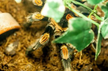 Vogelspinne ganz nah