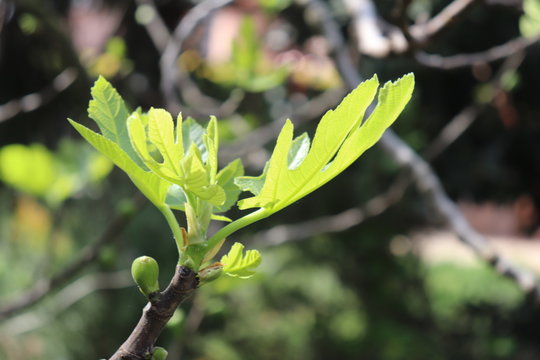 Feuilles de figuier et bourgeons au printemps - Commune de Corbas - D&eacute;partement du Rh&ocirc;ne - France
