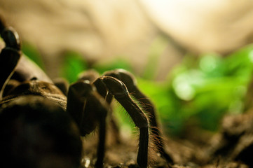 Vogelspinne ganz nah