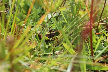 Hidding cricket