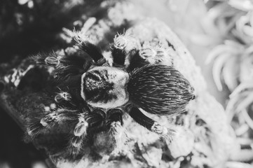 Vogelspinne ganz nah