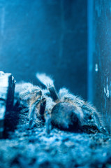 Vogelspinne ganz nah