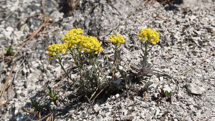 Kreuzblütler, Brassicaceae, Cruciferae, mit gelber Blüte auf Kalkstein, sehr trockener Boden