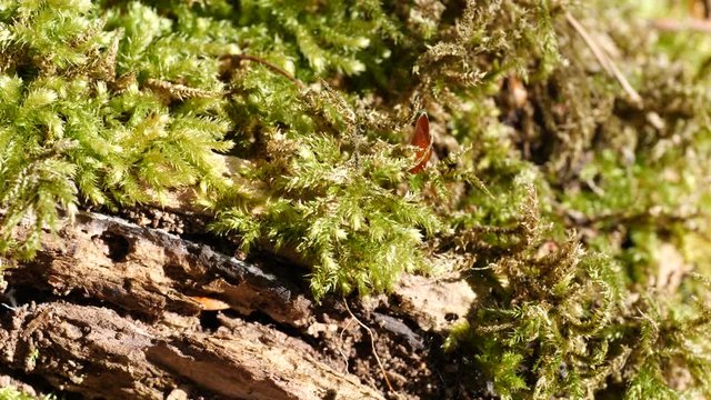 Macro slider video of moss on a tree stump in a forest 3