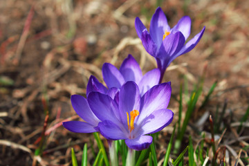 Beautiful blue crocuses flowers. Flowering of the first snowdrops in spring. Close-up. Top view. Background. Landscape.