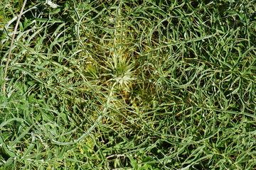 Distel