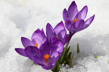 Beautiful blue crocuses flowers on white snow. Flowering of the first snowdrops in spring. Close-up. Top view. Background. Landscape.