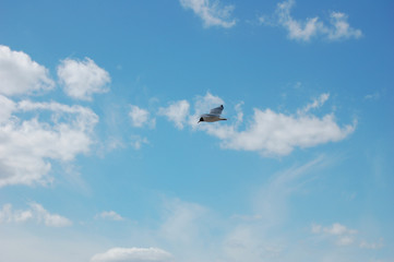 A seagull flies in the sky, a white seagull hovers against a blue sky with white clouds