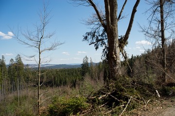 Obraz premium Ruined forest and broken trees by wind and gale.