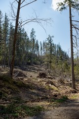 Obraz premium Ruined forest and broken trees by wind and gale.