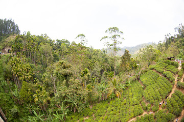 Fototapeta na wymiar Tea plantations under the nine-arch bridge in Sri Lanka (Ceylon).