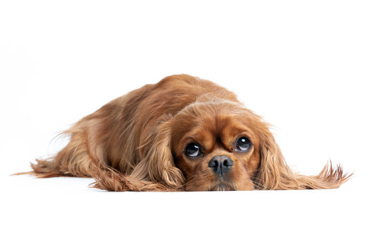 Portrait of relaxed cavalier spaniel