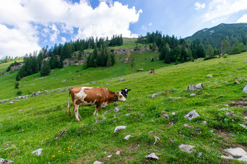 Fototapeta na wymiar cow in the mountains 