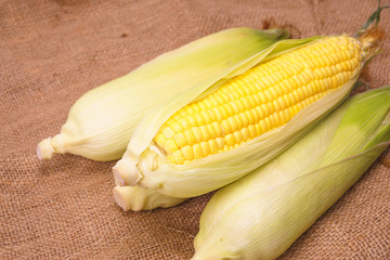 fresh sweet corn close up