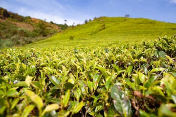 Tea plantation in the mountains of Sri Lanka (Ceylon).