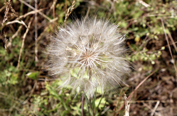Dandelion close up, dry grass field