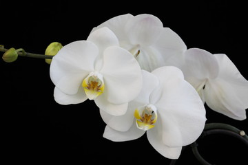 White Phalaenopsis flowers on a branch on a black background.


