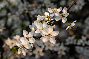 cherry tree blossom