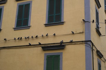 facade of an old building with birds