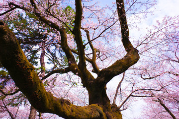 Fototapeta na wymiar 桜の木