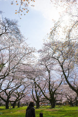 桜と空