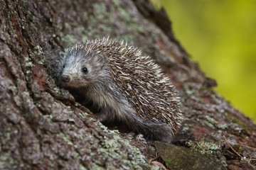 Little hedgehog in fall time in forest