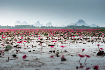 pink lotus at the lake with mountain background