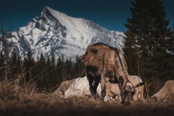 sheep and goats on a meadow under the mountains, agrotourism, spring landscape and Easter