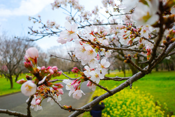 桜と菜の花