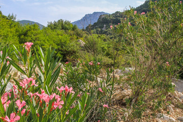 Landscape of Sardinia, Italy, with oleander bush in bloom and mountain