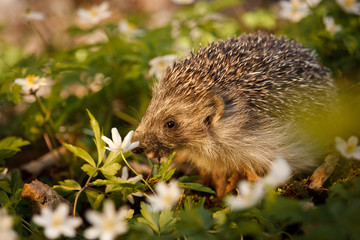 Little hedgehog in white blooms of Wood Anemone