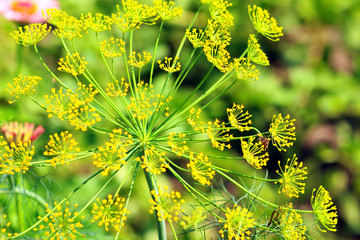 Dill flowers