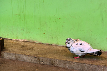 Obraz premium street pigeon against the wall