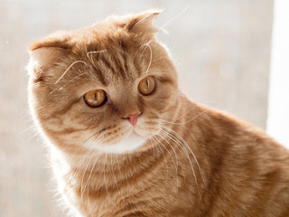 red cat portrait