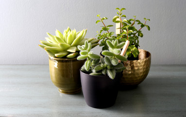 Home plants in colored different pots on green cabinet against pastel green colored wall. Home decor, home design, home decoration, plants banner.Stylish and modern Scandinavian room interior