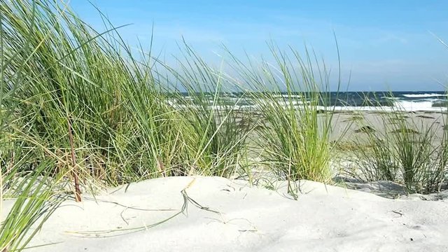 Baltic Sea Beach, Sand with Sea Grass - Ground View