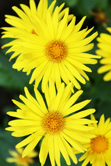 Summer yellow flowers Doronicum. Ornamental plant in the Asteraceae family