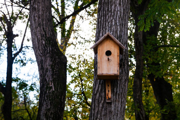 Birdhouse on a tree in the forest.