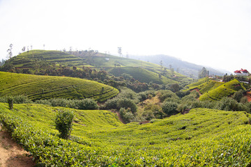 Tea plantation in the mountains of Sri Lanka (Ceylon).