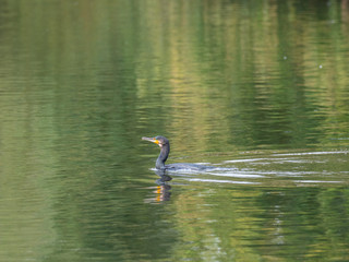 Cormorant swimming in a lake