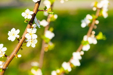 Flowering tree branch in spring.