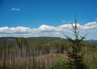 Ruined forest and broken trees by wind and gale.