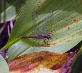 Beautiful dragonfly on green leaf macro photo