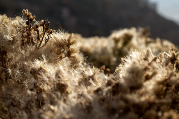 close up of Grass in Sunset